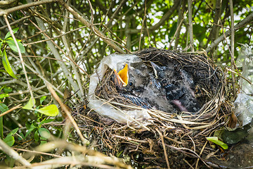 Image showing Cute blackbirds in a birds nest