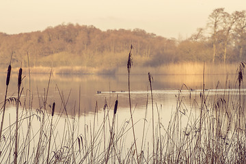 Image showing Silhouettes of tall rushes by an idyllic lake