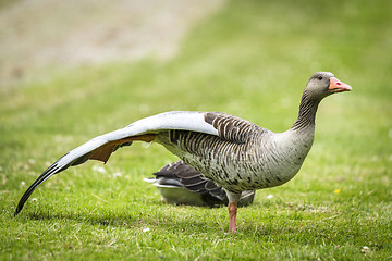 Image showing Goose standing on one leg with large wings