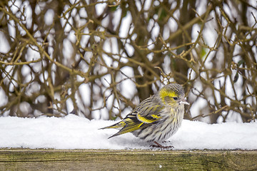 Image showing Eurasian Siskin sitting in the snow