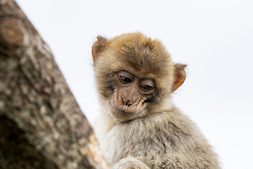 Image showing Young berber monkey in a tree