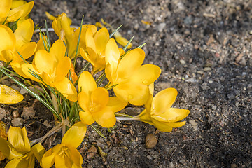 Image showing Yellow crocus flowers from above in a garden