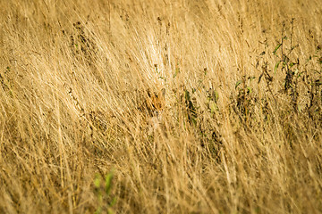 Image showing Red fox hiding in tall grass with great camouflage