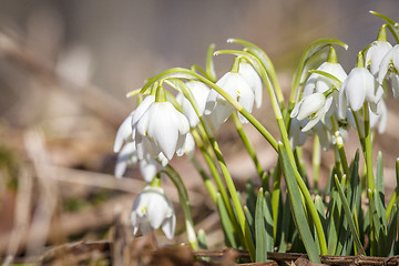 Image showing Close-up of snowdrop flowers in the spring