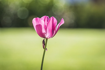 Image showing Tulip flower in a green garden