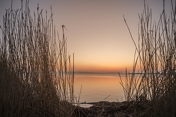Image showing Sunrise by a lake in the sunrise with tall rushes