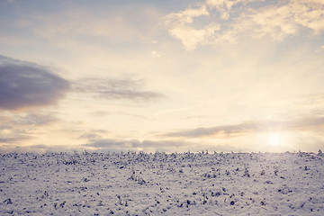 Image showing Countryside field with frozen crops in the winter