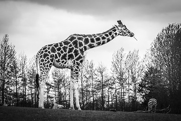 Image showing Tall giraffe standing on a meadow 