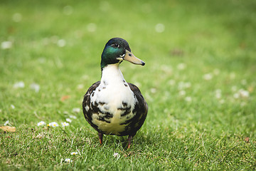 Image showing Duck walking on a green lawn in the spring