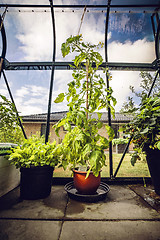 Image showing Green tomato plant in a backyard greenhouse