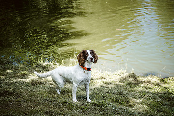 Image showing Cute dog with an orange collar