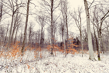 Image showing Forest in the winter with small beech trees