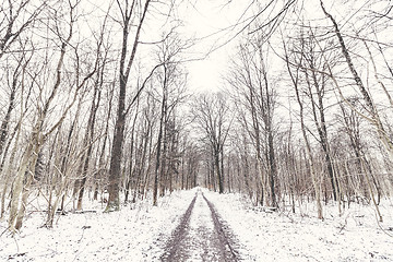 Image showing Forest covered in snow in the wintertime