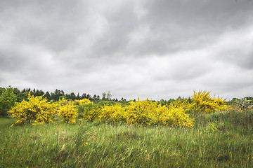 Image showing Broom bushes in beautiful yellow colors on a green meadow