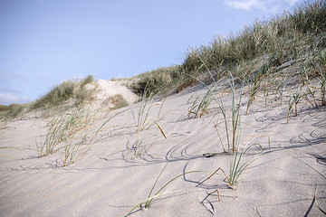 Image showing Sand dune in the summer with fresh lyme grass