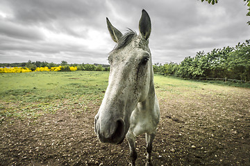 Image showing Close-up of a white horse on a rural field