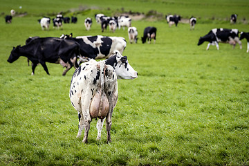 Image showing White cow with black spots looking to the right