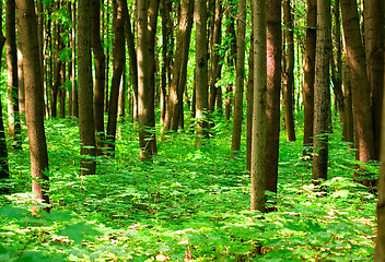 Image showing summer forest