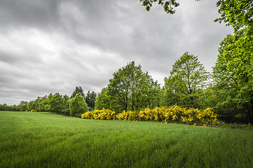 Image showing Cloudy weather over a rural field with broom