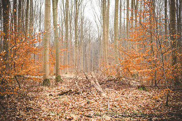 Image showing Autumn in a beech forest with leaves