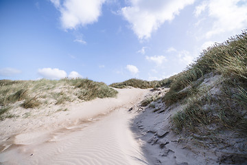 Image showing Trail on a Scandinavian beach with lyme grass