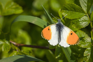 Image showing Orange tip butterfly on a green leaf