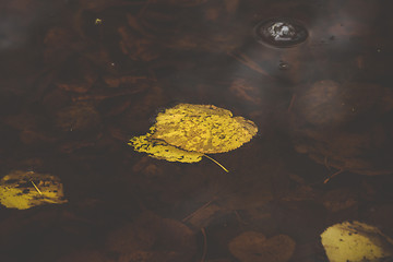 Image showing Yellow autumn leaves in a puddle