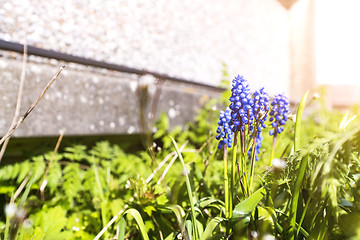 Image showing Bluebell flower in a garden