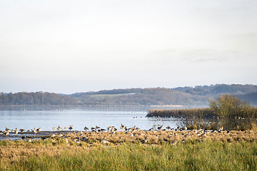 Image showing Large flock of geese by a lake in the morning