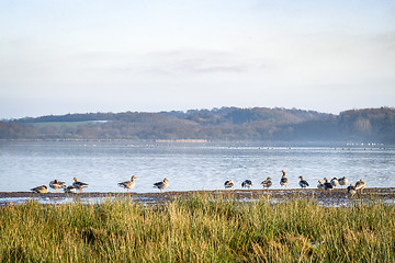 Image showing Geese by a lake in the spring with green grass