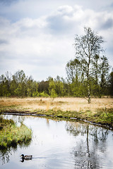 Image showing Duck swimming on a small river in an idyllic landscape