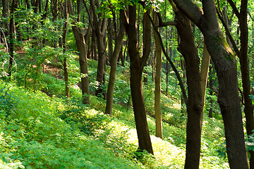 Image showing green forest