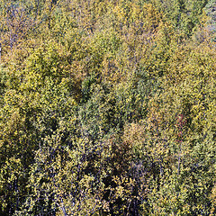 Image showing Yellow birch forest in autumn. Background