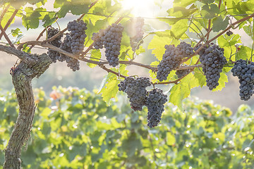 Image showing a vineyard red grapes in sunset light