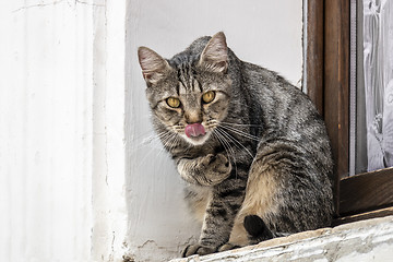 Image showing a cute cat outside at the window