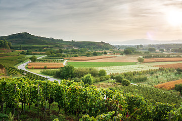 Image showing vineyard sunrise at Ihringen Kaiserstuhl Germany