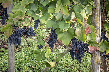 Image showing a vineyard red grapes