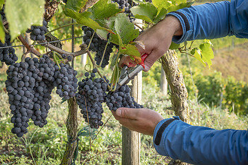 Image showing a vineyard red grapes harvest