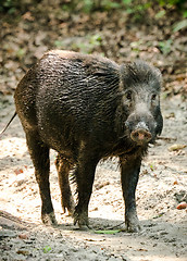 Image showing Wild boar male feeding in the jungle