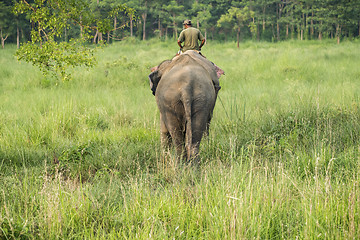 Image showing Mahout or elephant rider riding a female elephant