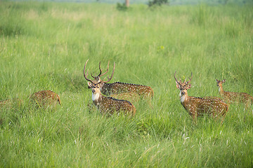 Image showing Sika or spotted deers herd in the elephant grass