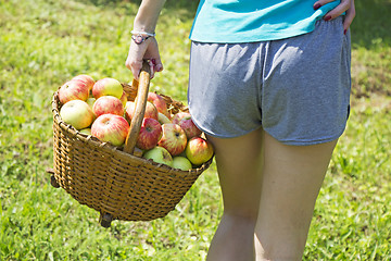 Image showing Young girl with a basket of apples in the garden