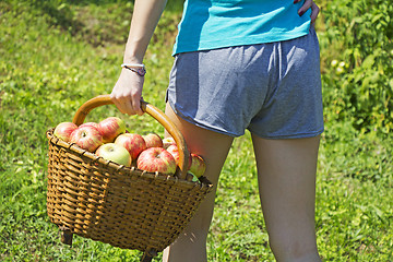 Image showing Young girl with a basket of apples in the garden