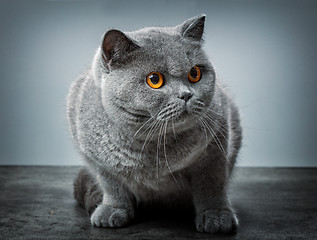 Image showing grey british shorthair cat