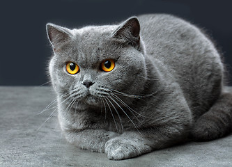 Image showing British shorthair cat