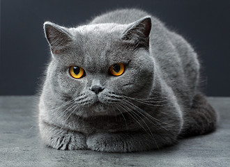 Image showing british shorthair cat