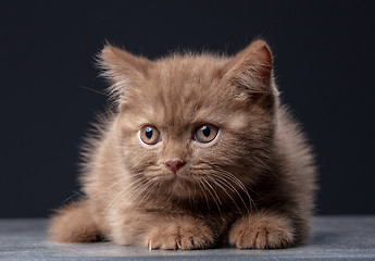 Image showing british shorthair kitten