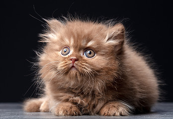 Image showing british long hair kitten