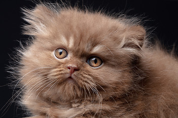 Image showing british long hair kitten