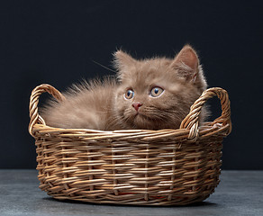 Image showing British Shorthair kitten